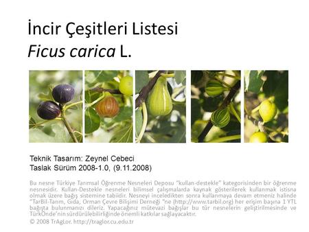 İncir Çeşitleri Listesi Ficus carica L.