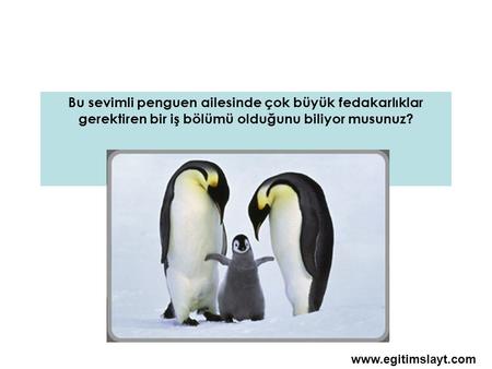 Bu sevimli penguen ailesinde çok büyük fedakarlıklar gerektiren bir iş bölümü olduğunu biliyor musunuz? www.egitimslayt.com.