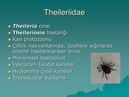 Theileriidae Theileria cinsi Theileriosis hastalığı Kan protozoonu