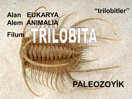 “trilobitler” Alan EUKARYA Alem ANIMALIA TRILOBITA Filum PALEOZOYİK.