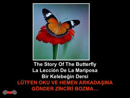 The Story Of The Butterfly La Lección De La Mariposa Bir Kelebeğin Dersi LÜTFEN OKU VE HEMEN ARKADAŞINA GÖNDER ZİNCİRİ BOZMA…