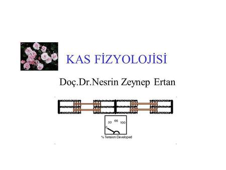 Doç.Dr.Nesrin Zeynep Ertan