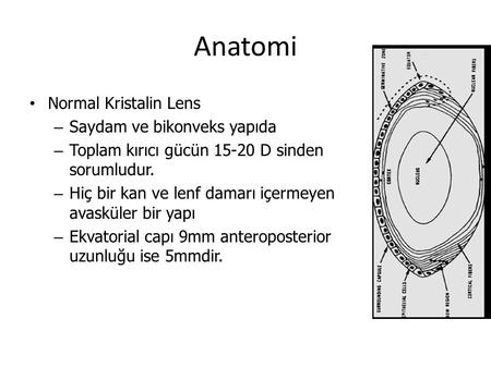 Anatomi Normal Kristalin Lens Saydam ve bikonveks yapıda
