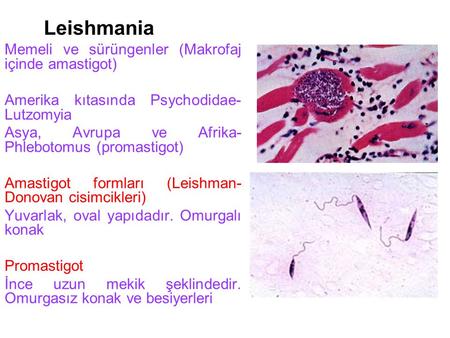 Leishmania Memeli ve sürüngenler (Makrofaj içinde amastigot)