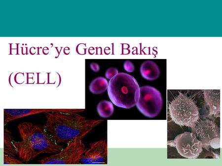 Hücre’ye Genel Bakış (CELL)