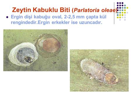 Zeytin Kabuklu Biti (Parlatoria oleae)
