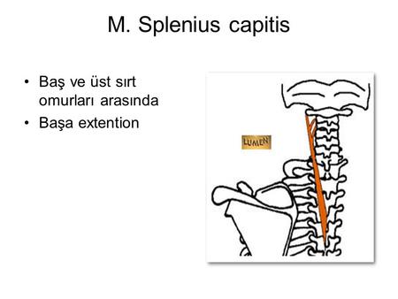 M. Splenius capitis Baş ve üst sırt omurları arasında Başa extention.