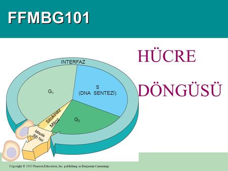 HÜCRE DÖNGÜSÜ FFMBG101 INTERFAZ S (DNA SENTEZİ) G1 G2 Sitokinez Mitoz