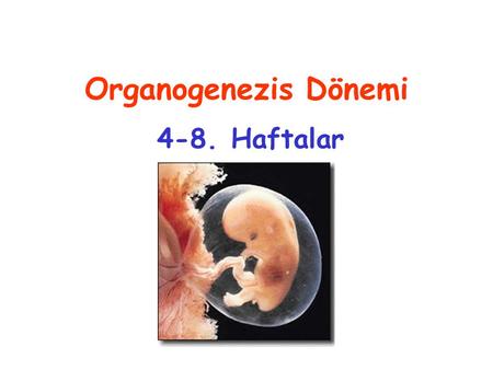 Organogenezis Dönemi 4-8. Haftalar.