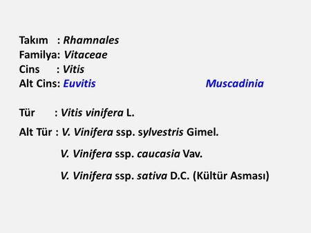 Takım   : Rhamnales Familya: Vitaceae Cins      : Vitis