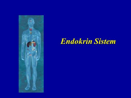 Endokrin Sistem.
