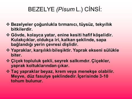 BEZELYE (Pisum L.) CİNSİ: