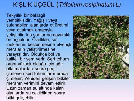 KIŞLIK ÜÇGÜL (Trifolium resipinatum L)