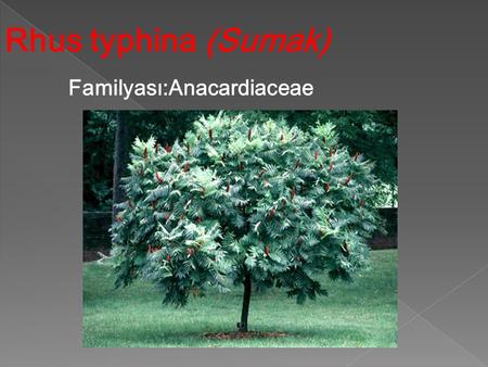 Rhus typhina (Sumak) Familyası:Anacardiaceae Familyası:Anacardiaceae.
