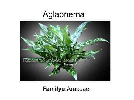 Aglaonema Familya:Araceae.