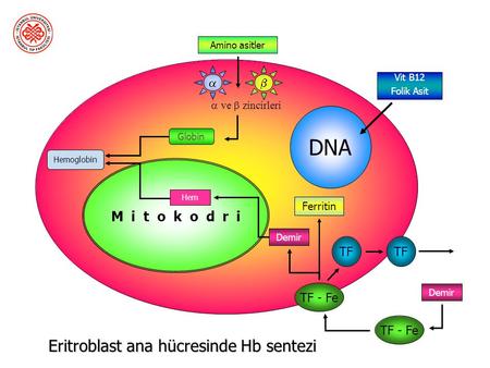 Eritroblast ana hücresinde Hb sentezi