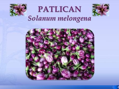 PATLICAN Solanum melongena