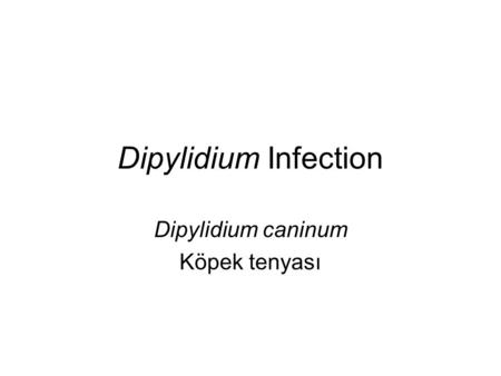 Dipylidium caninum Köpek tenyası