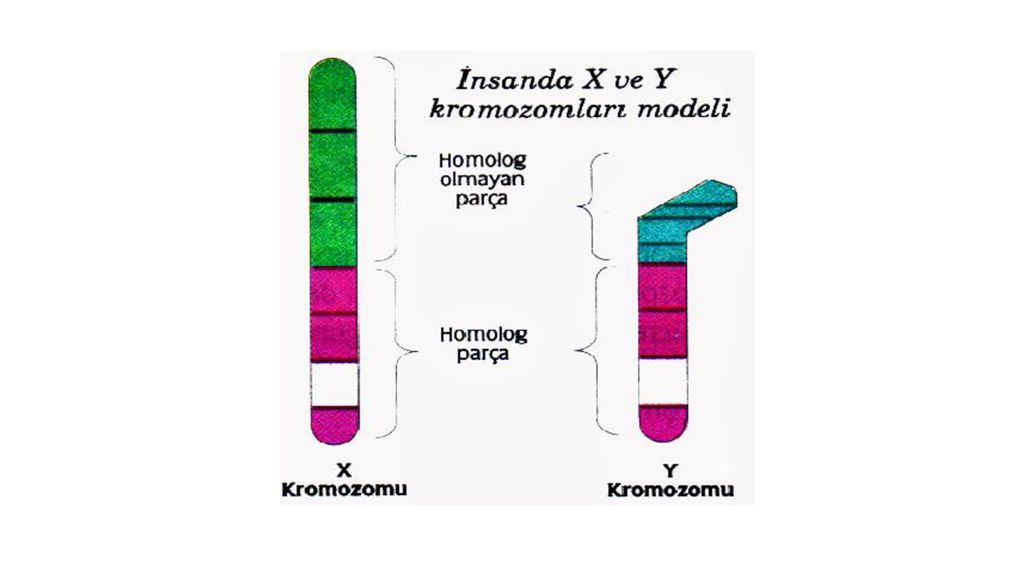 İNSANDA EŞEYE BAĞLI KALITIM ppt indir