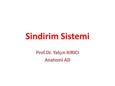 Sindirim Sistemi Prof.Dr. Yalçın KIRICI Anatomi AD.