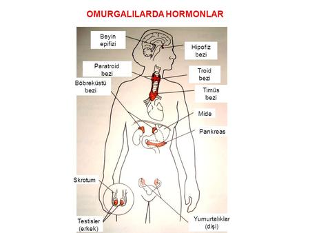 OMURGALILARDA HORMONLAR