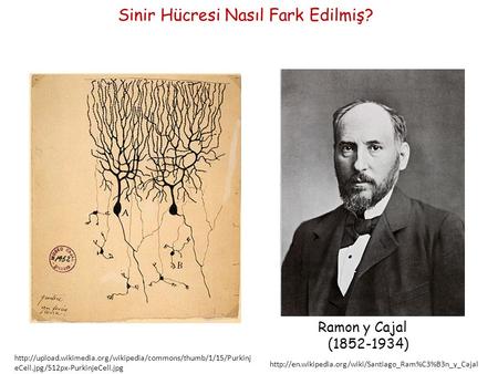 Sinir Hücresi Nasıl Fark Edilmiş?  eCell.jpg/512px-PurkinjeCell.jpg Ramon y Cajal (1852-1934)
