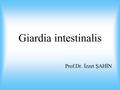Giardia intestinalis Prof.Dr. İzzet ŞAHİN. Morfoloji ve biyoloji Giardia intestinalis’in evriminde kist ve trofozoit dönemleri vardır; Kist Oval, bazen.