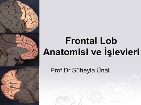 Frontal Lob Anatomisi ve İşlevleri