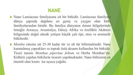 NANE  Nane Lamiaceae familyasına ait bir bitkidir. Lamiaceae familyası dünya çapında dağılımı en geniş ve yaygın olan bitki familyalarından biridir. Bu.