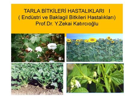 TARLA BİTKİLERİ HASTALIKLARI I ( Endüstri ve Baklagil Bitkileri Hastalıkları) Prof.Dr. Y.Zekai Katırcıoğlu.