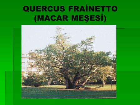 QUERCUS FRAİNETTO (MACAR MEŞESİ)