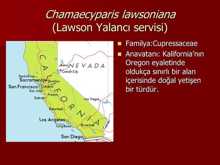 Chamaecyparis lawsoniana (Lawson Yalancı servisi)