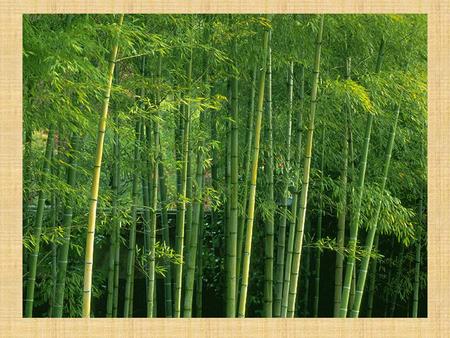 BAMBU AĞACI. BAMBU AĞACI Bambu ağacının bir türü, ilginç yetiştirme süreci izliyor. Bakın Çinliler bu ağacı 	nasıl yetiştiriyorlar: