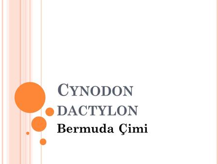 C YNODON DACTYLON Bermuda Çimi. C YNODON DACTYLON.