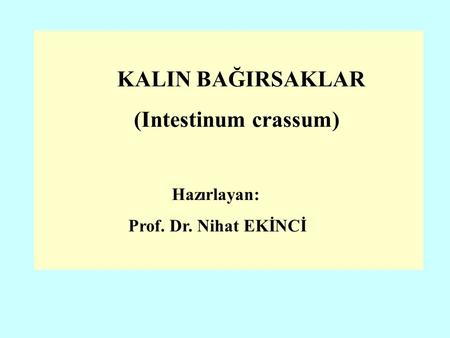 (Intestinum crassum) Hazırlayan: Prof. Dr. Nihat EKİNCİ