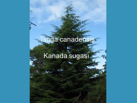 Tsuga canadensis Kanada sugası.
