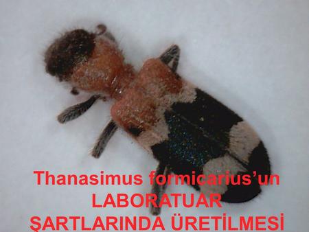 Thanasimus formicarius’un LABORATUAR ŞARTLARINDA ÜRETİLMESİ
