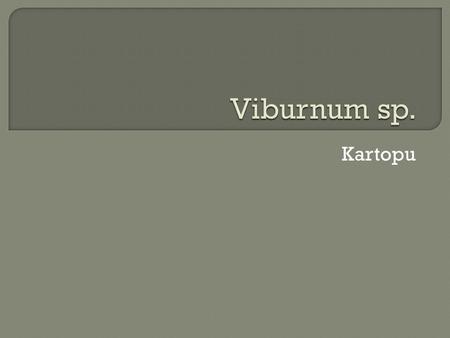 Viburnum sp. Kartopu.