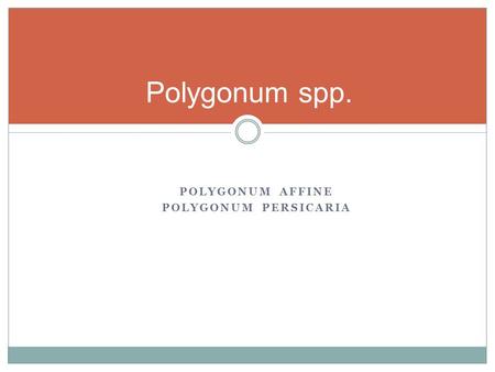 Polygonum spp. Polygonum affine Polygonum persicaria.
