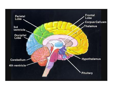 Posterior pituitary hormones: Vasopressin & Oxytocin.