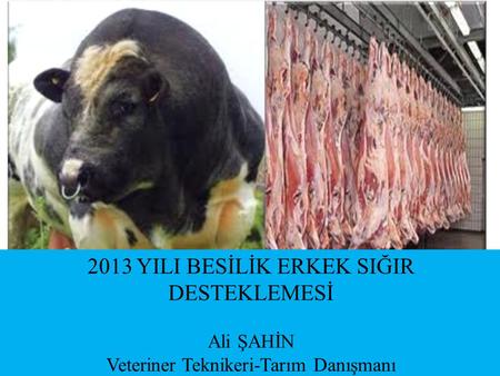 2013 YILI BESİLİK ERKEK SIĞIR DESTEKLEMESİ Ali ŞAHİN Veteriner Teknikeri-Tarım Danışmanı.