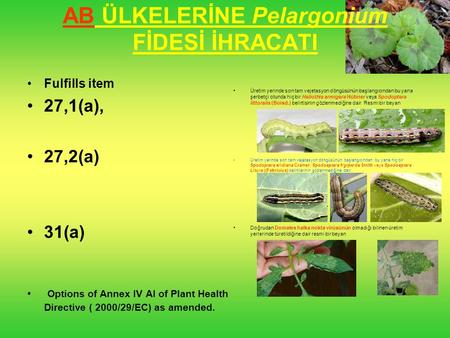 AB ÜLKELERİNE Pelargonium FİDESİ İHRACATI
