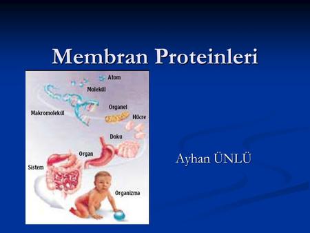 Membran Proteinleri Ayhan ÜNLÜ.