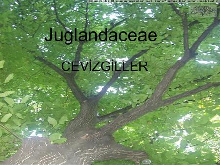 Juglandaceae CEVİZGİLLER.