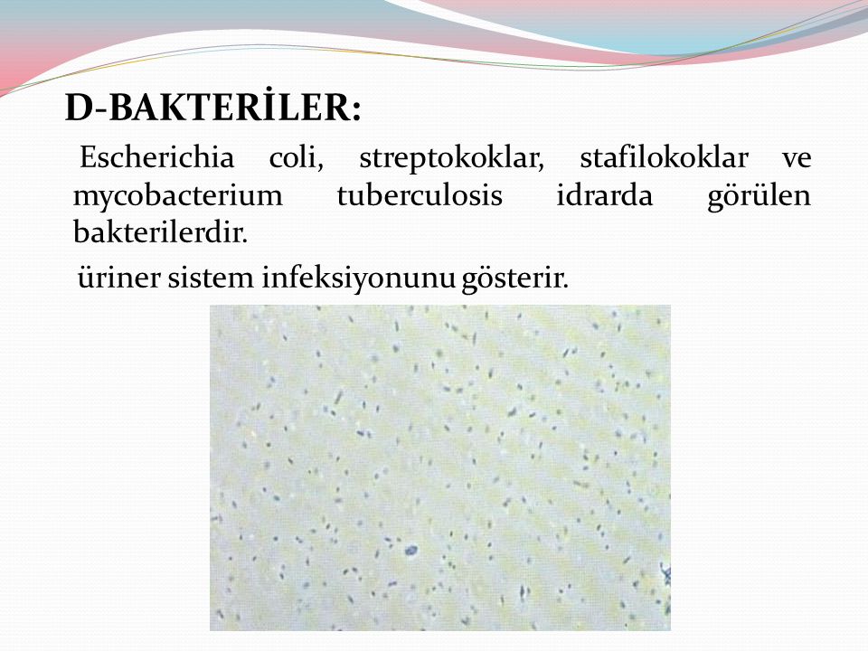 D-BAKTERİLER: Escherichia coli, streptokoklar, stafilokoklar ve mycobacterium tuberculosis idrarda görülen bakterilerdir.