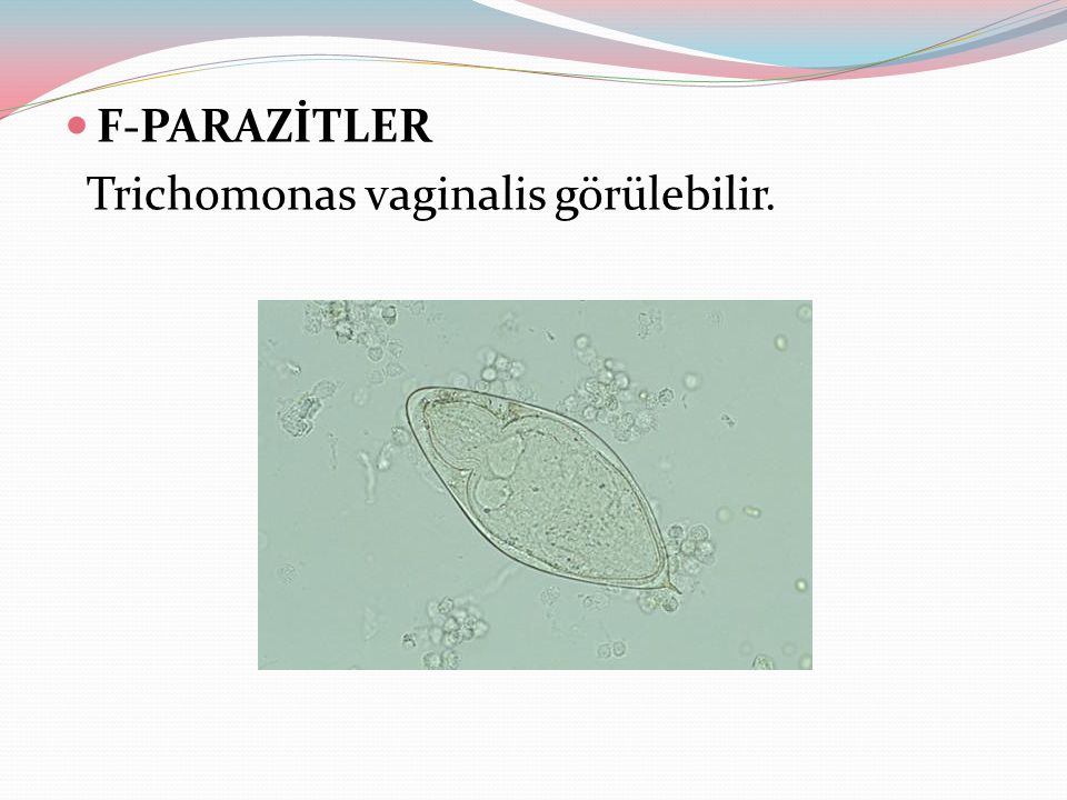 F-PARAZİTLER Trichomonas vaginalis görülebilir.