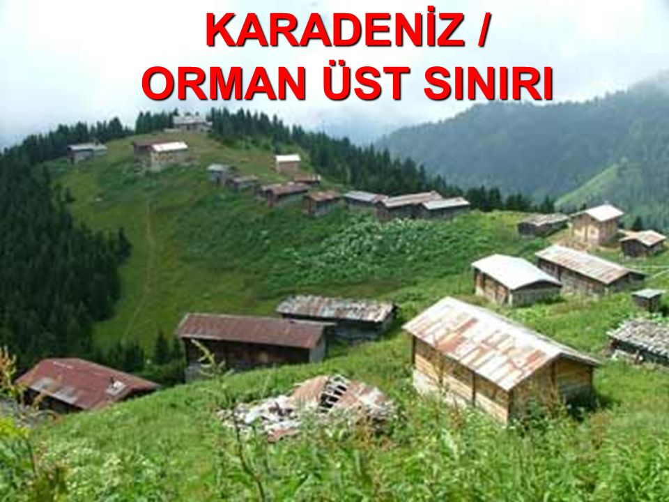KARADENİZ / ORMAN ÜST SINIRI