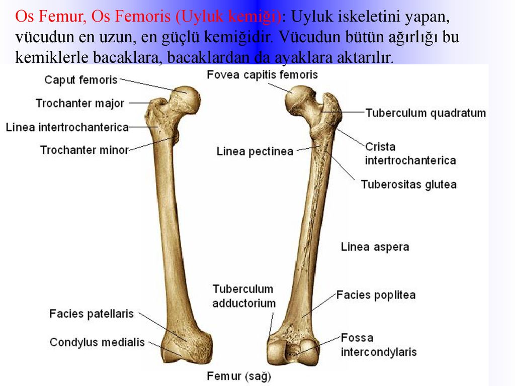 Бедренная кость картинки