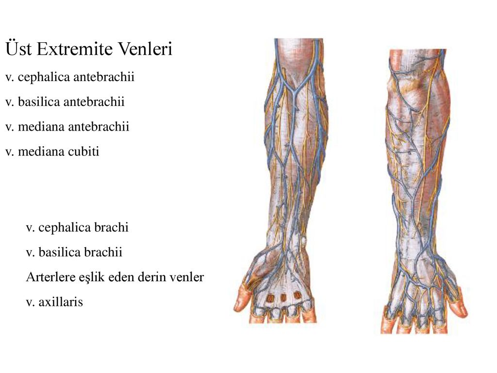 Вены Цефалика И Базилика