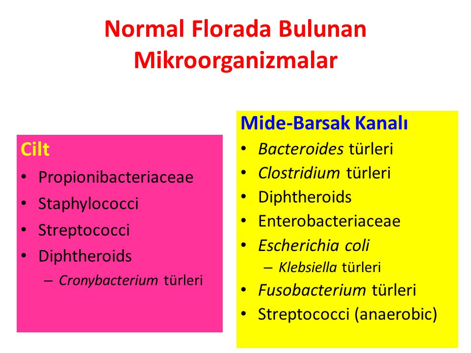 Normal Florada Bulunan Mikroorganizmalar